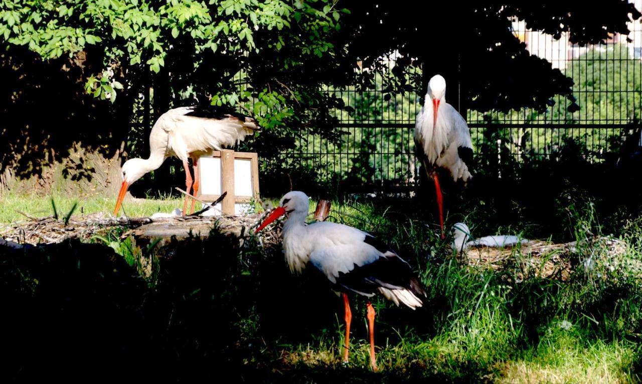 Island Hostel Budapest (Adults Only) Eksteriør bilde White storks